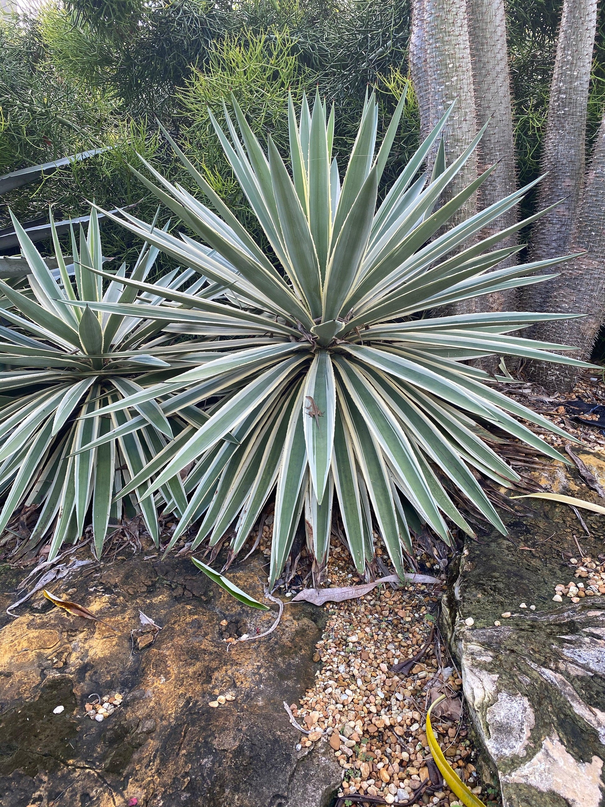 E Agave Variegata Rare - View 21 from www redcrocus com