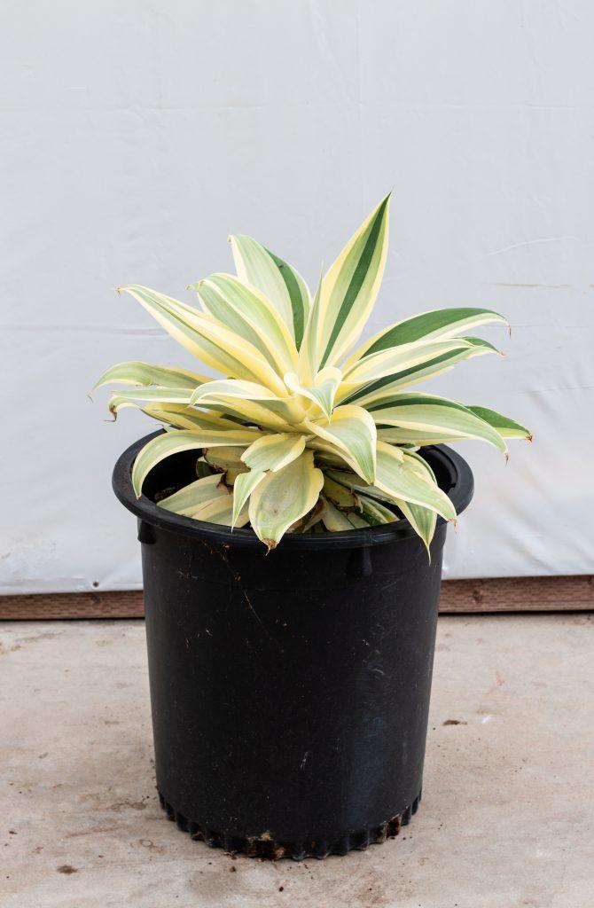 E Agave Variegata Rare - View 22 from www redcrocus com