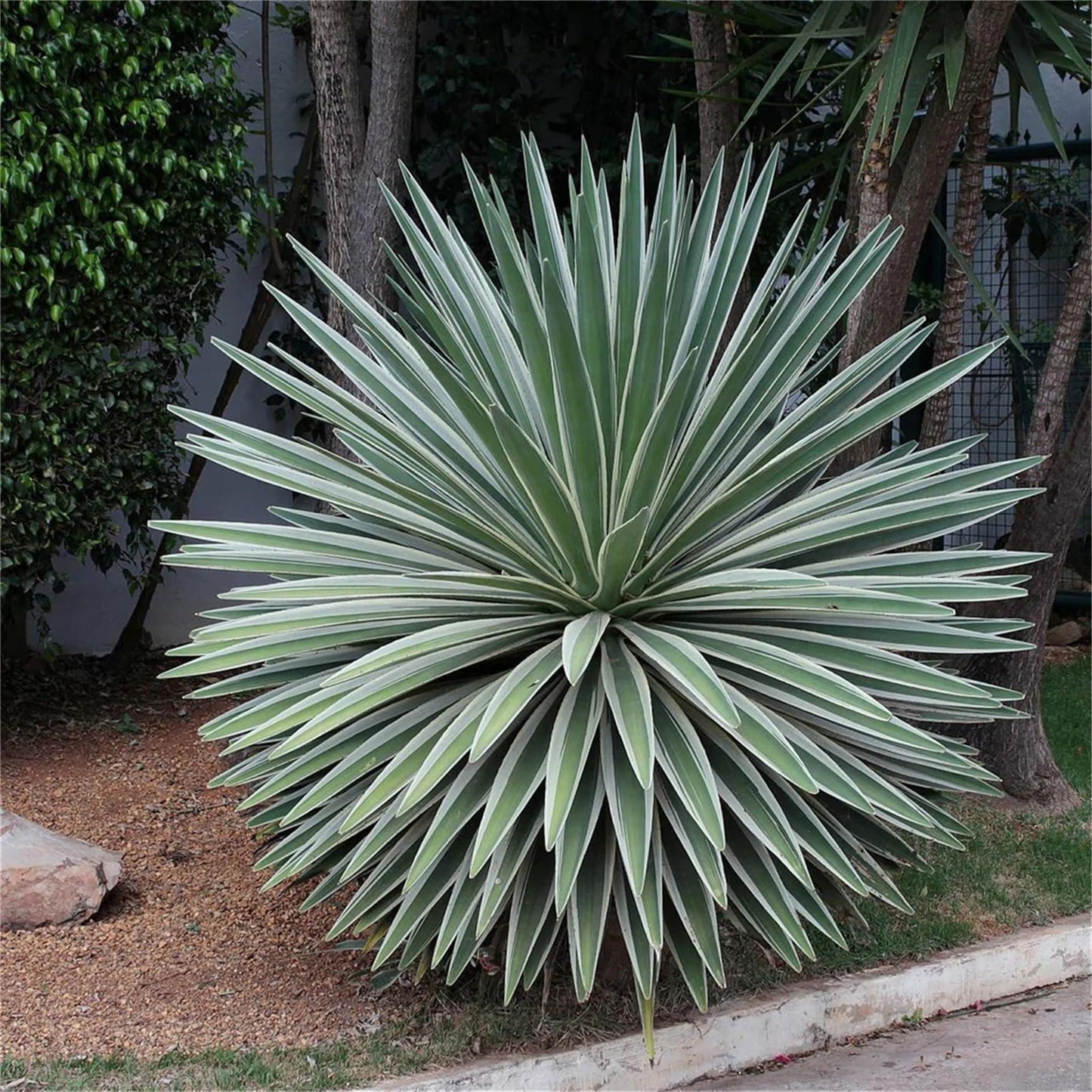 E Agave Variegata Rare - View 24 from www redcrocus com