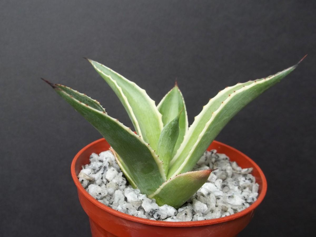 E Agave Variegata Rare - View 25 from www redcrocus com