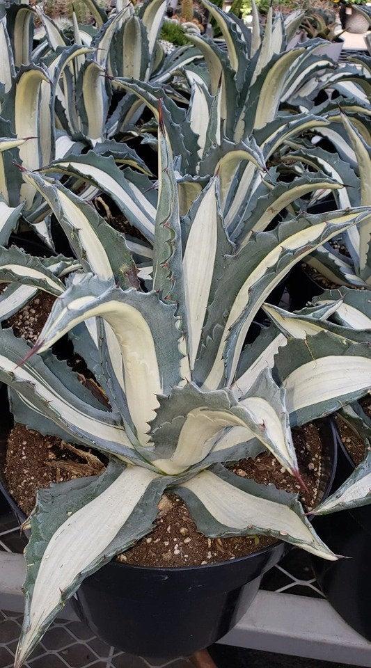E Agave Variegata Rare - View 27 from www redcrocus com