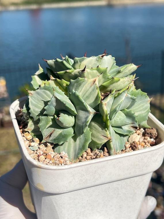 E Agave Variegata Rare - View 28 from www redcrocus com