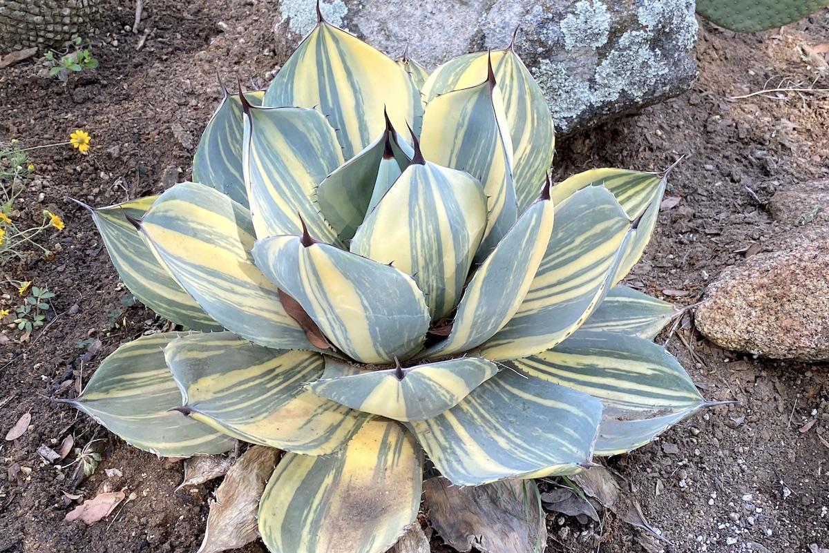 E Agave Variegata Rare - View 2 from www redcrocus com