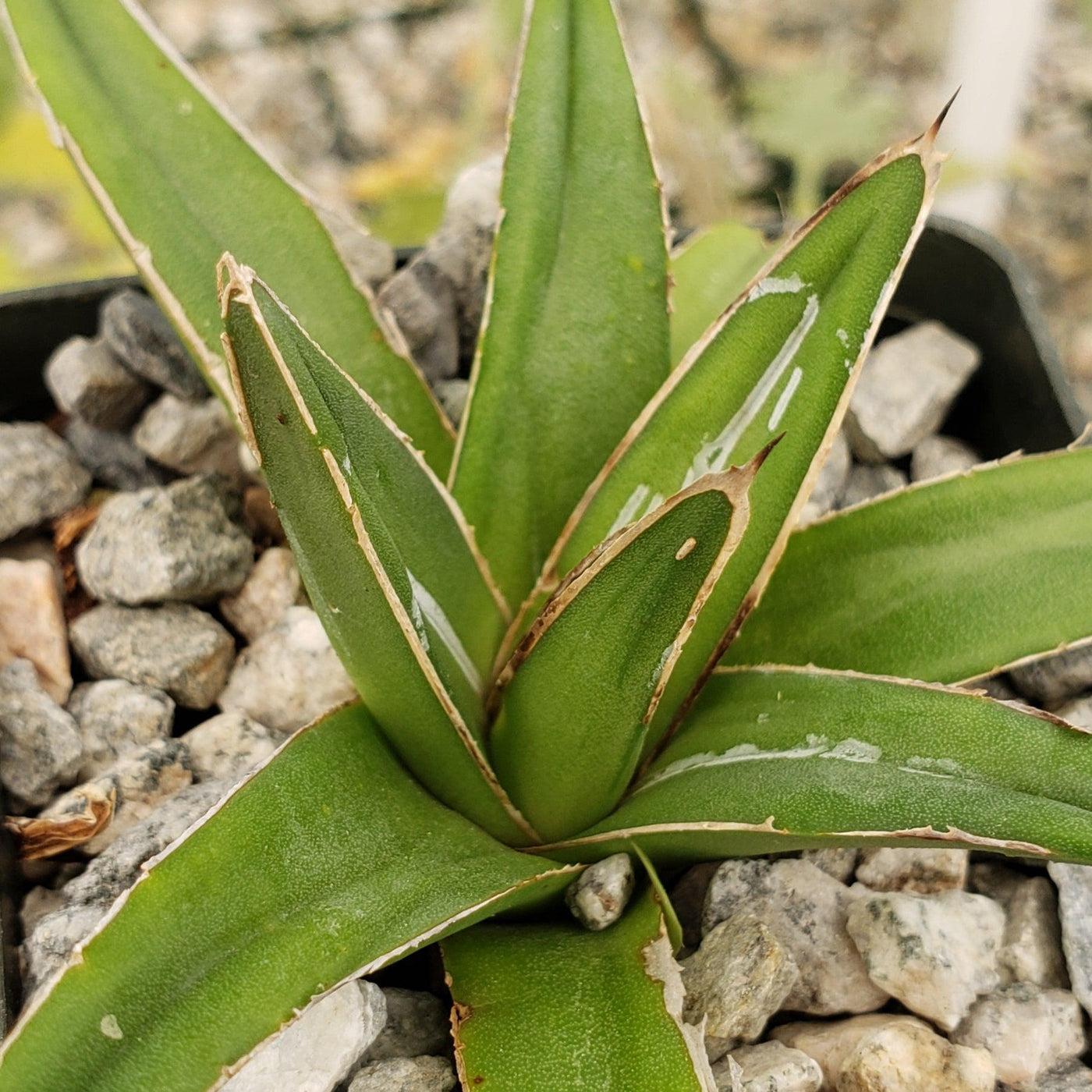 E Agave Variegata Rare - View 30 from www redcrocus com