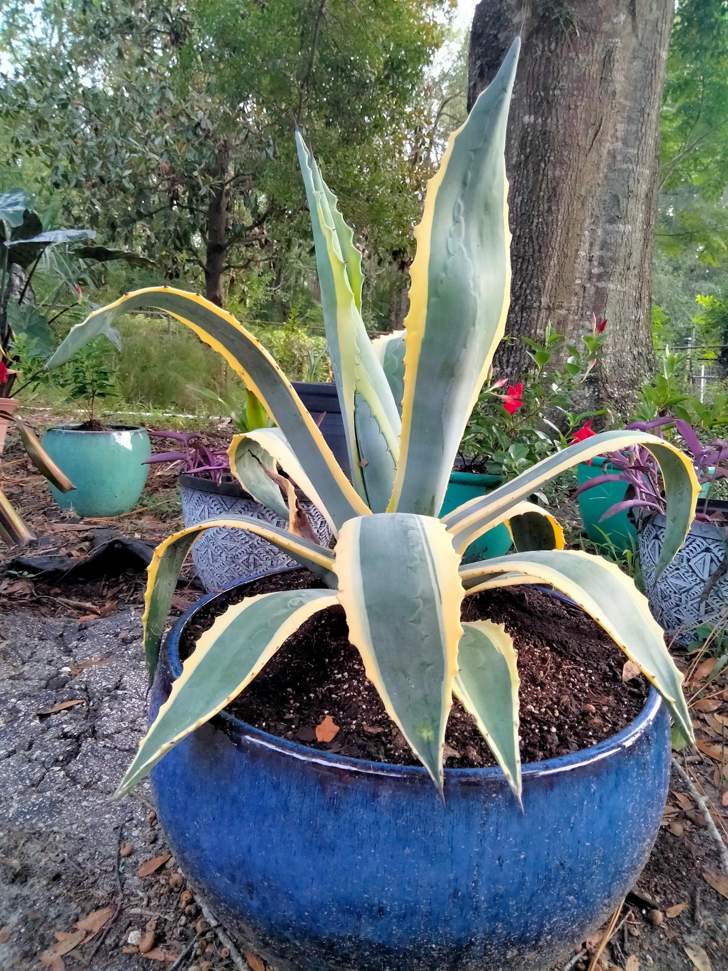E Agave Variegata Rare - View 31 from www redcrocus com