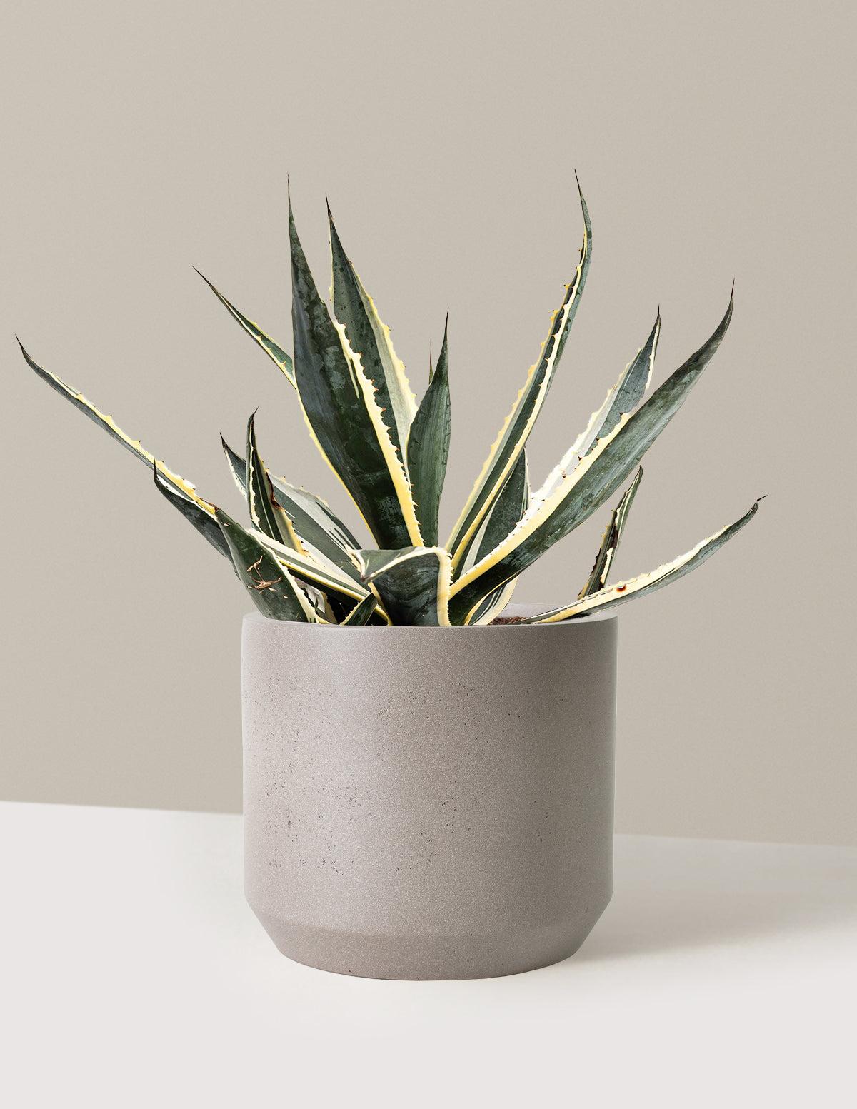 E Agave Variegata Rare - View 34 from www redcrocus com