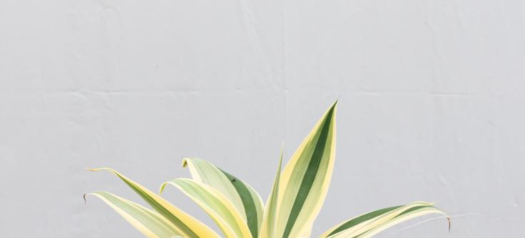 E Agave Variegata Rare - View 36 from www redcrocus com