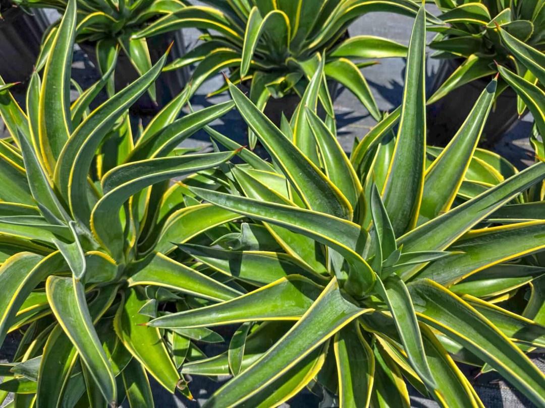 E Agave Variegata Rare - View 37 from www redcrocus com