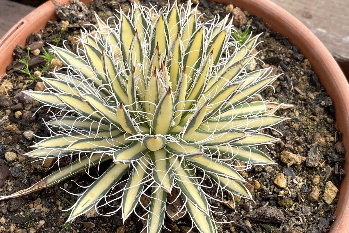 E Agave Variegata Rare - View 3 from www redcrocus com
