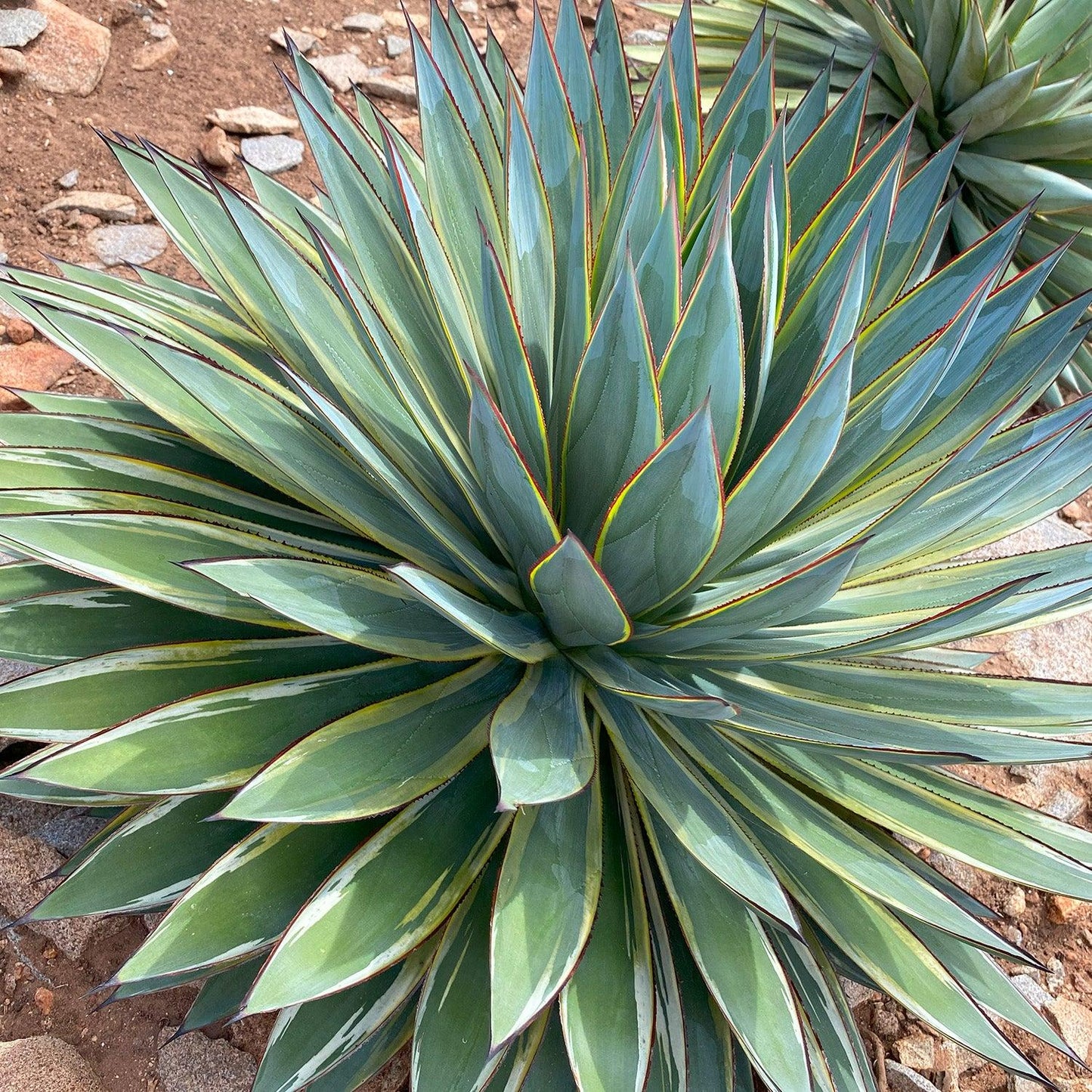 E Agave Variegata Rare - View 4 from www redcrocus com