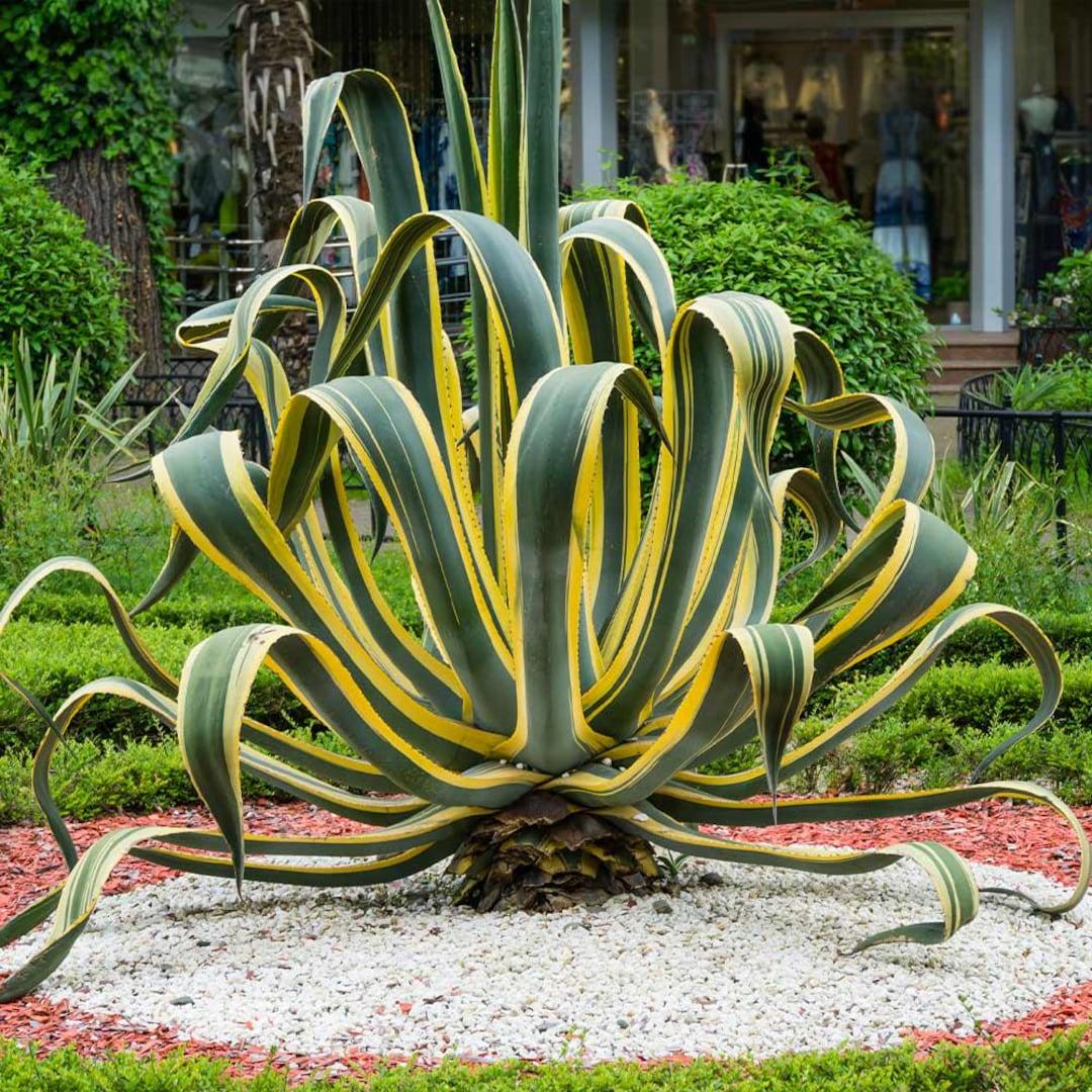 E Agave Variegata Rare - View 5 from www redcrocus com