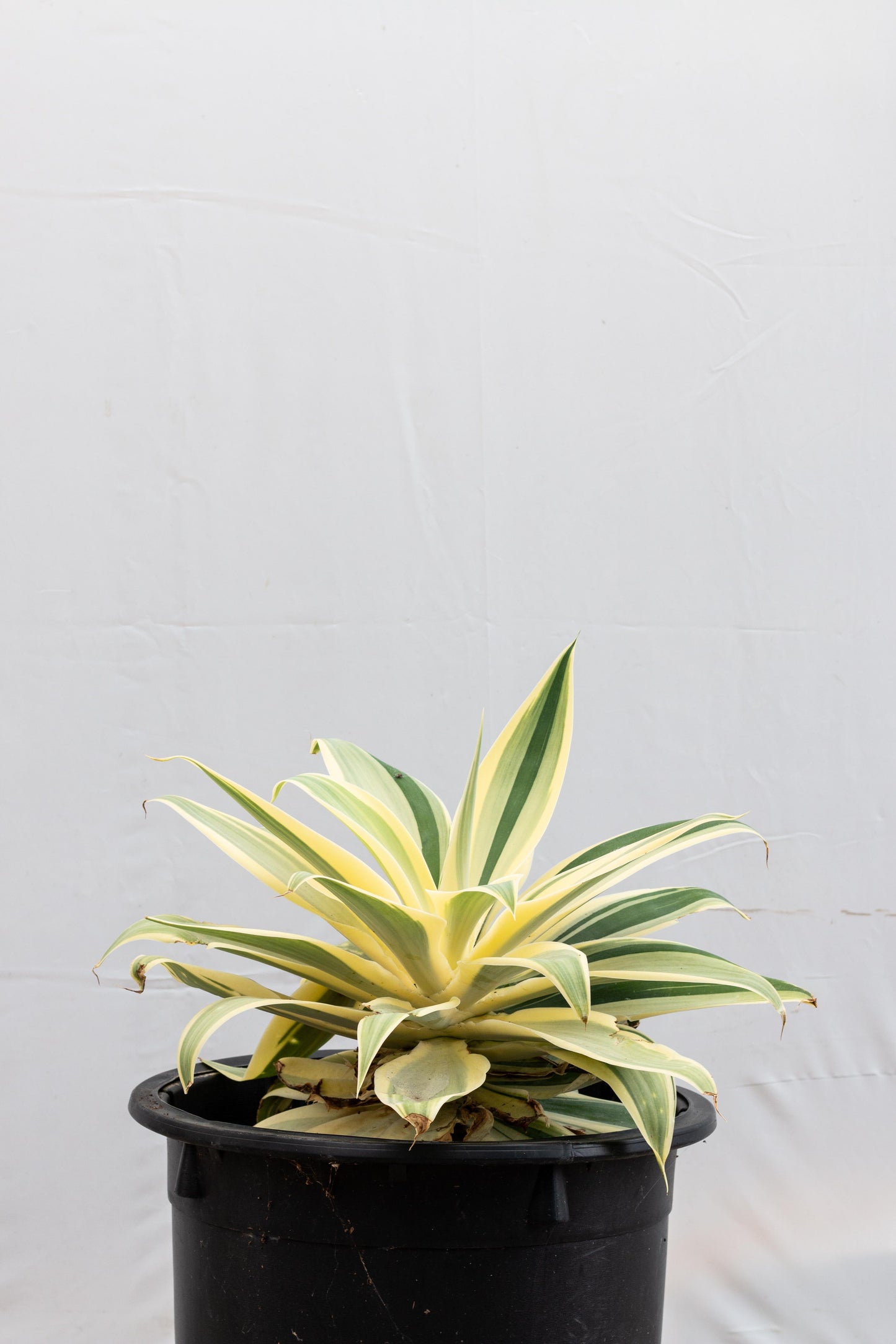 E Agave Variegata Rare - View 6 from www redcrocus com