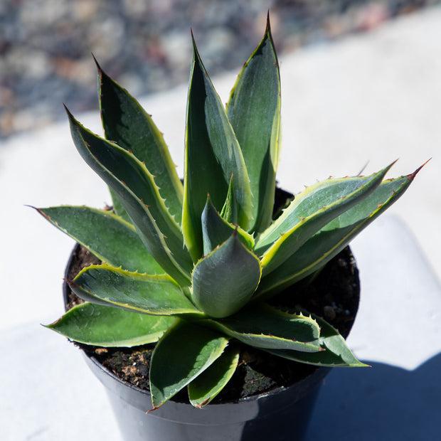 E Agave Variegata Rare - View 7 from www redcrocus com