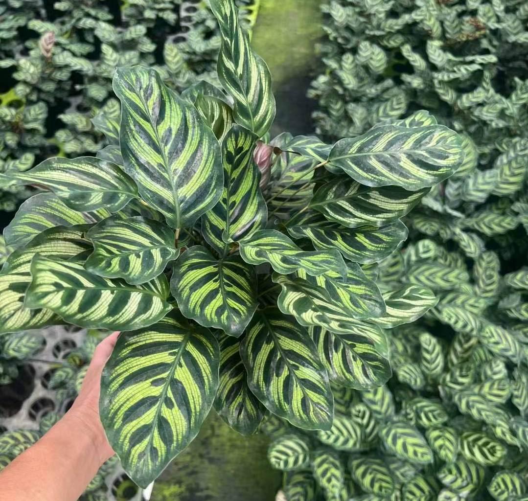 Calathea Makoyana - View 11 from www redcrocus com