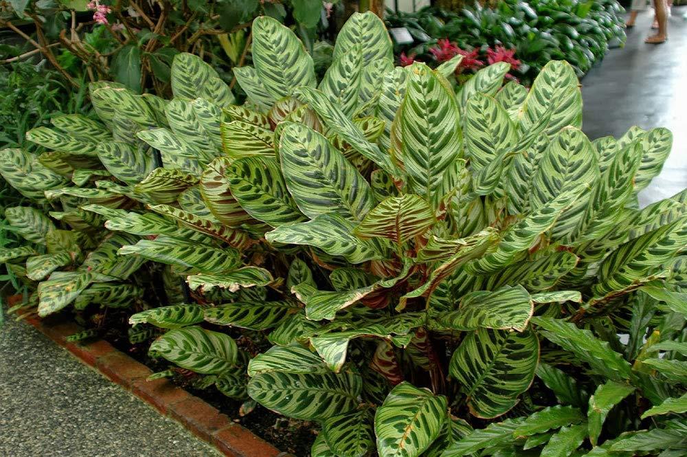 Calathea Makoyana - View 33 from www redcrocus com