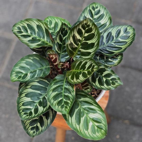 Calathea Makoyana - View 3 from www redcrocus com
