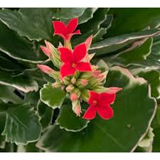 RedCrocus Kalanchoe Candy Kane Variegated- Compact Succulent with Variegated Fleshy Leaves & Vibrant Red-Orange Flowers- Ideal for Indoor & Outdoor Gardens 6"