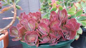 RedCrocus Kalanchoe Candy Kane Variegated- Compact Succulent with Variegated Fleshy Leaves & Vibrant Red-Orange Flowers- Ideal for Indoor & Outdoor Gardens 6"