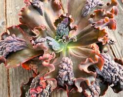 RedCrocus Kalanchoe Candy Kane Variegated- Compact Succulent with Variegated Fleshy Leaves & Vibrant Red-Orange Flowers- Ideal for Indoor & Outdoor Gardens 6"