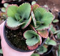 RedCrocus Kalanchoe Candy Kane Variegated- Compact Succulent with Variegated Fleshy Leaves & Vibrant Red-Orange Flowers- Ideal for Indoor & Outdoor Gardens 6"