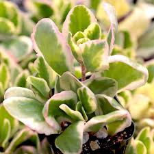 RedCrocus Kalanchoe Candy Kane Variegated- Compact Succulent with Variegated Fleshy Leaves & Vibrant Red-Orange Flowers- Ideal for Indoor & Outdoor Gardens 6"