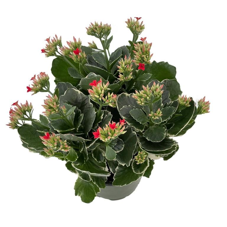 A78 Kalanchoe Candy Kane Variegated - View 1 from www redcrocus com