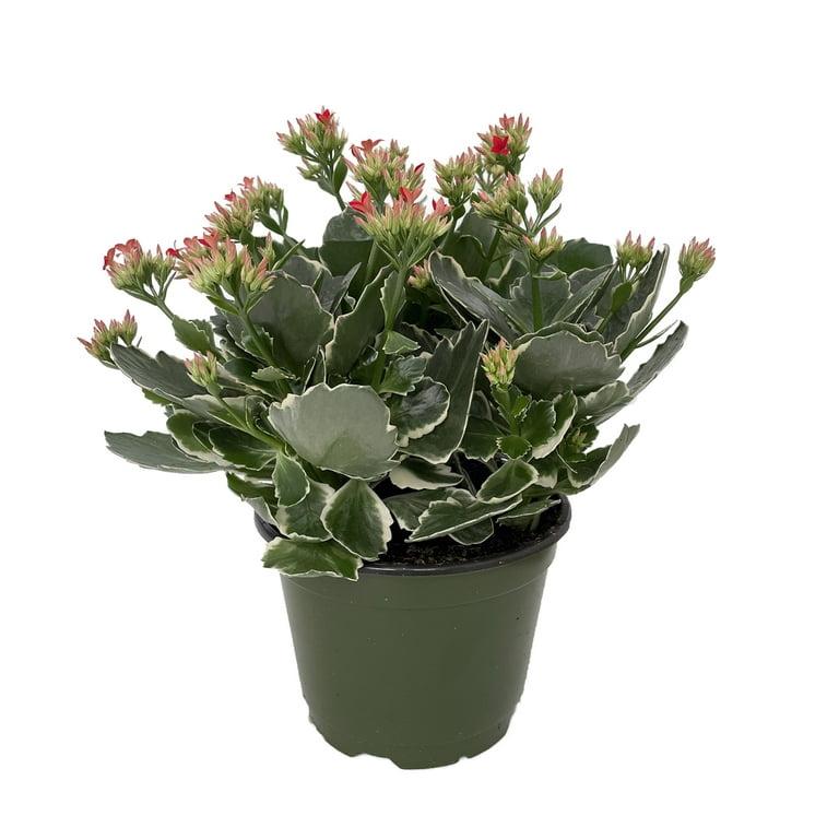 A78 Kalanchoe Candy Kane Variegated - View 3 from www redcrocus com