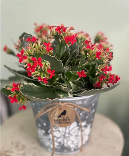 A78 Kalanchoe Candy Kane Variegated - View 5 from www redcrocus com