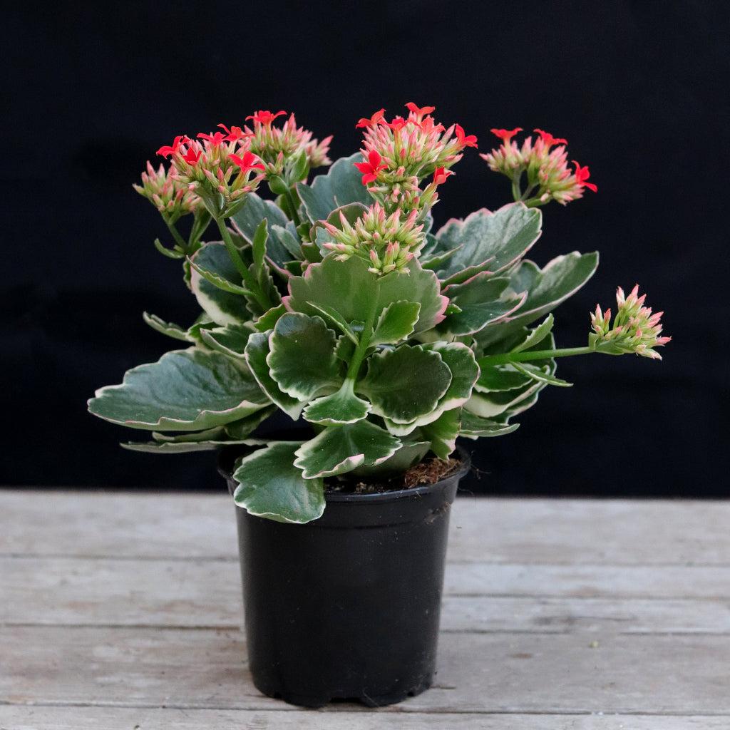 A78 Kalanchoe Candy Kane Variegated - View 6 from www redcrocus com