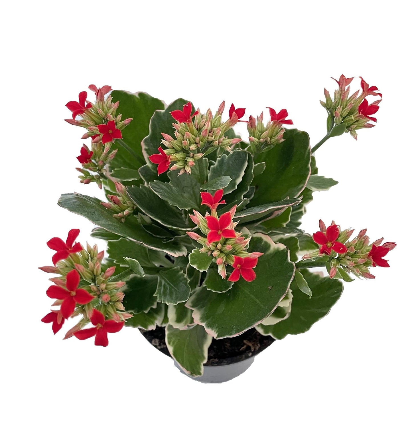 A78 Kalanchoe Candy Kane Variegated - View 7 from www redcrocus com