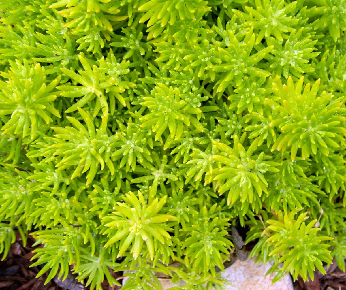 Aeb Lemon Ball - View 33 from www redcrocus com
