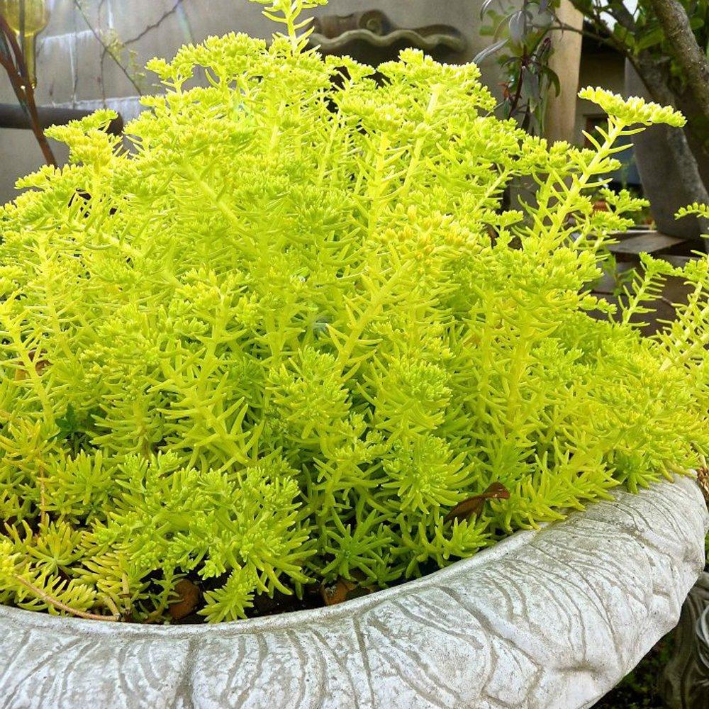 Aeb Lemon Ball - View 3 from www redcrocus com