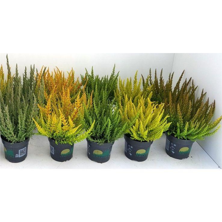 Ba0 Calluna Vulgaris Skyline Trio Calluna Heather - View 11 from www redcrocus com