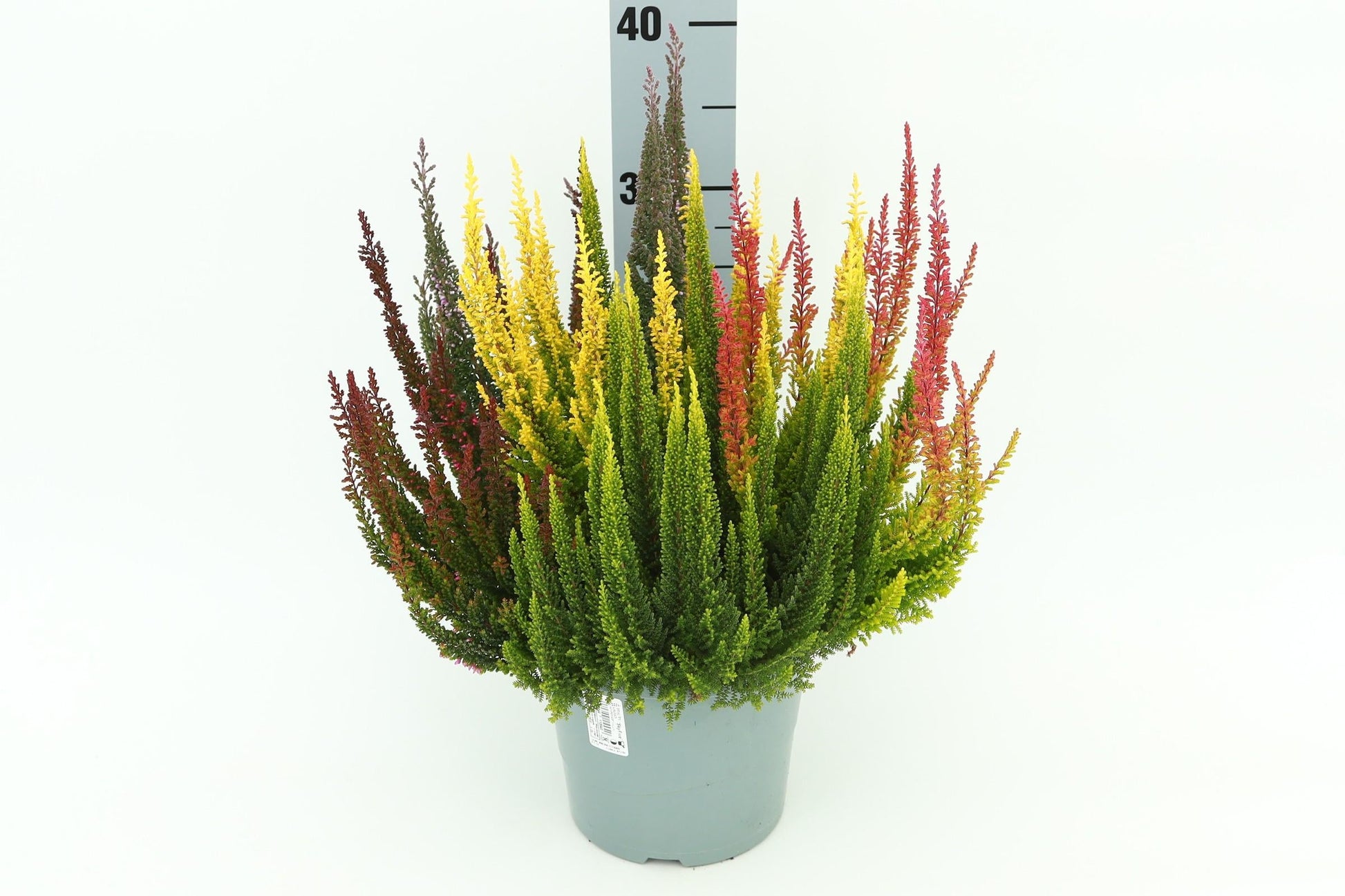 Ba0 Calluna Vulgaris Skyline Trio Calluna Heather - View 12 from www redcrocus com