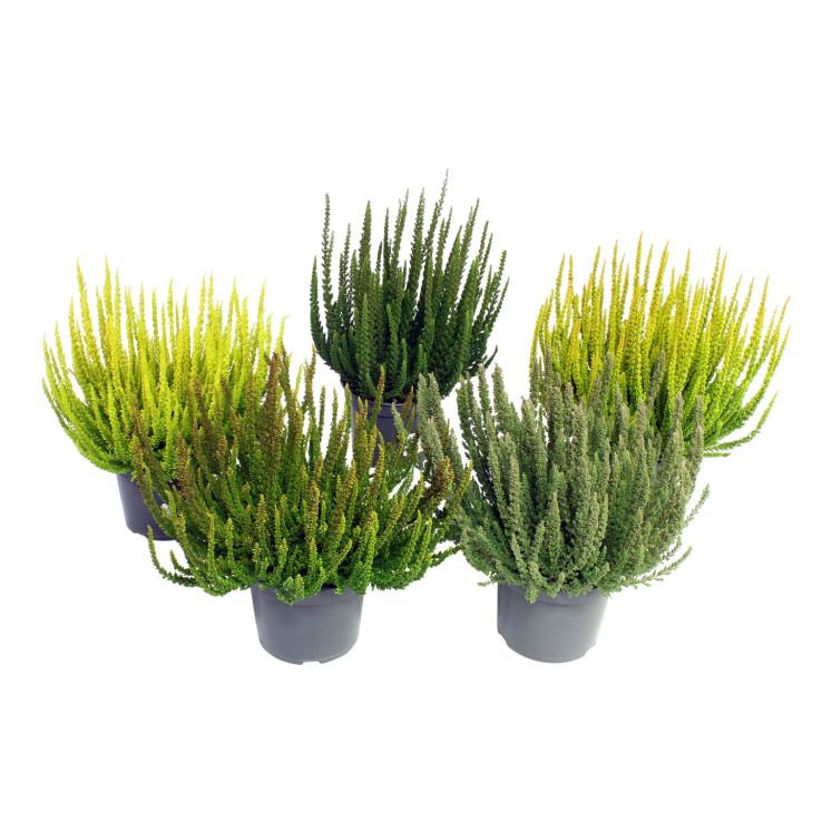 Ba0 Calluna Vulgaris Skyline Trio Calluna Heather - View 14 from www redcrocus com