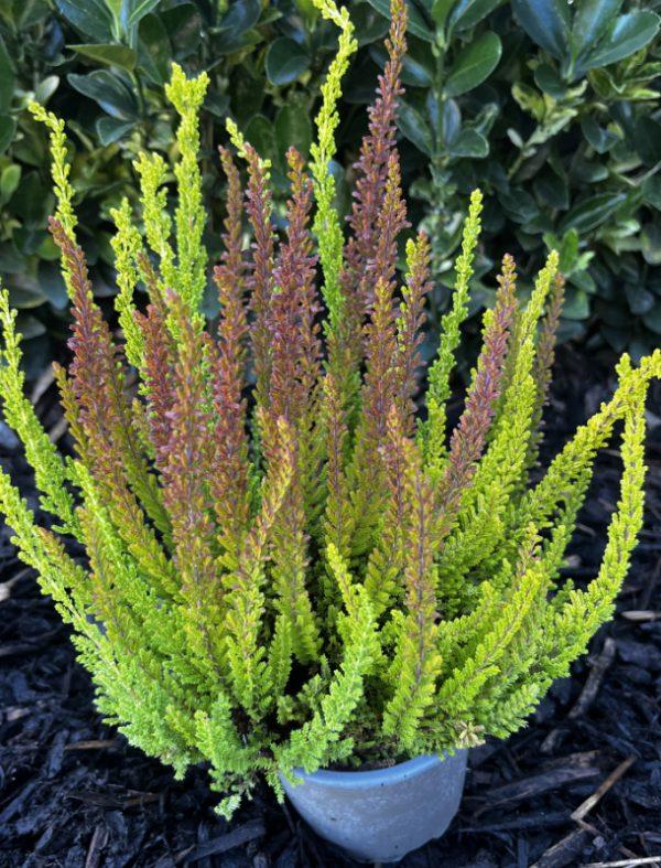 Ba0 Calluna Vulgaris Skyline Trio Calluna Heather - View 15 from www redcrocus com