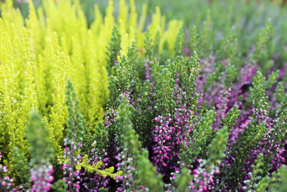 Ba0 Calluna Vulgaris Skyline Trio Calluna Heather - View 16 from www redcrocus com