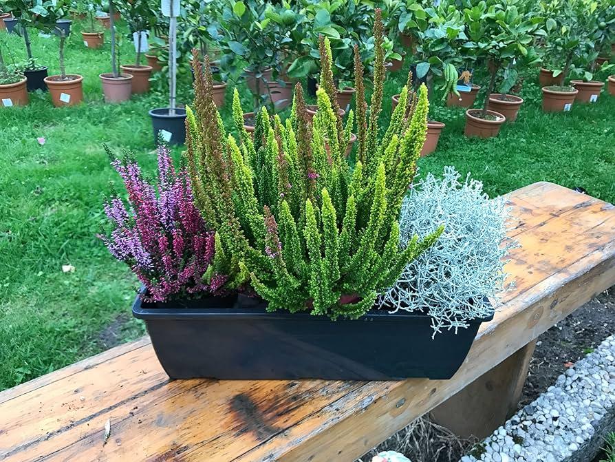 Ba0 Calluna Vulgaris Skyline Trio Calluna Heather - View 17 from www redcrocus com