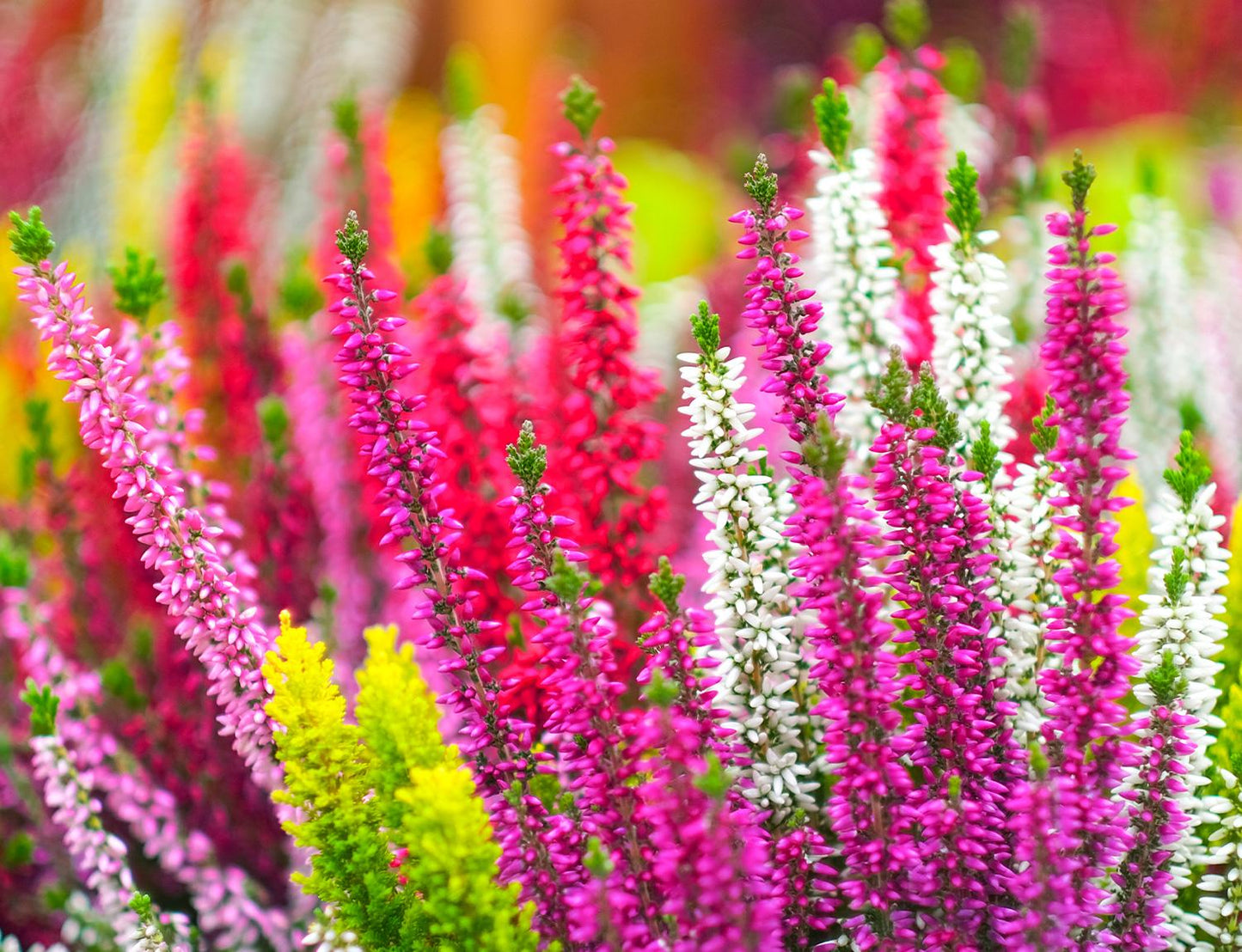 Ba0 Calluna Vulgaris Skyline Trio Calluna Heather - View 18 from www redcrocus com