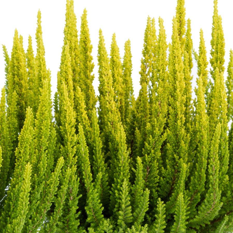 Ba0 Calluna Vulgaris Skyline Trio Calluna Heather - View 19 from www redcrocus com