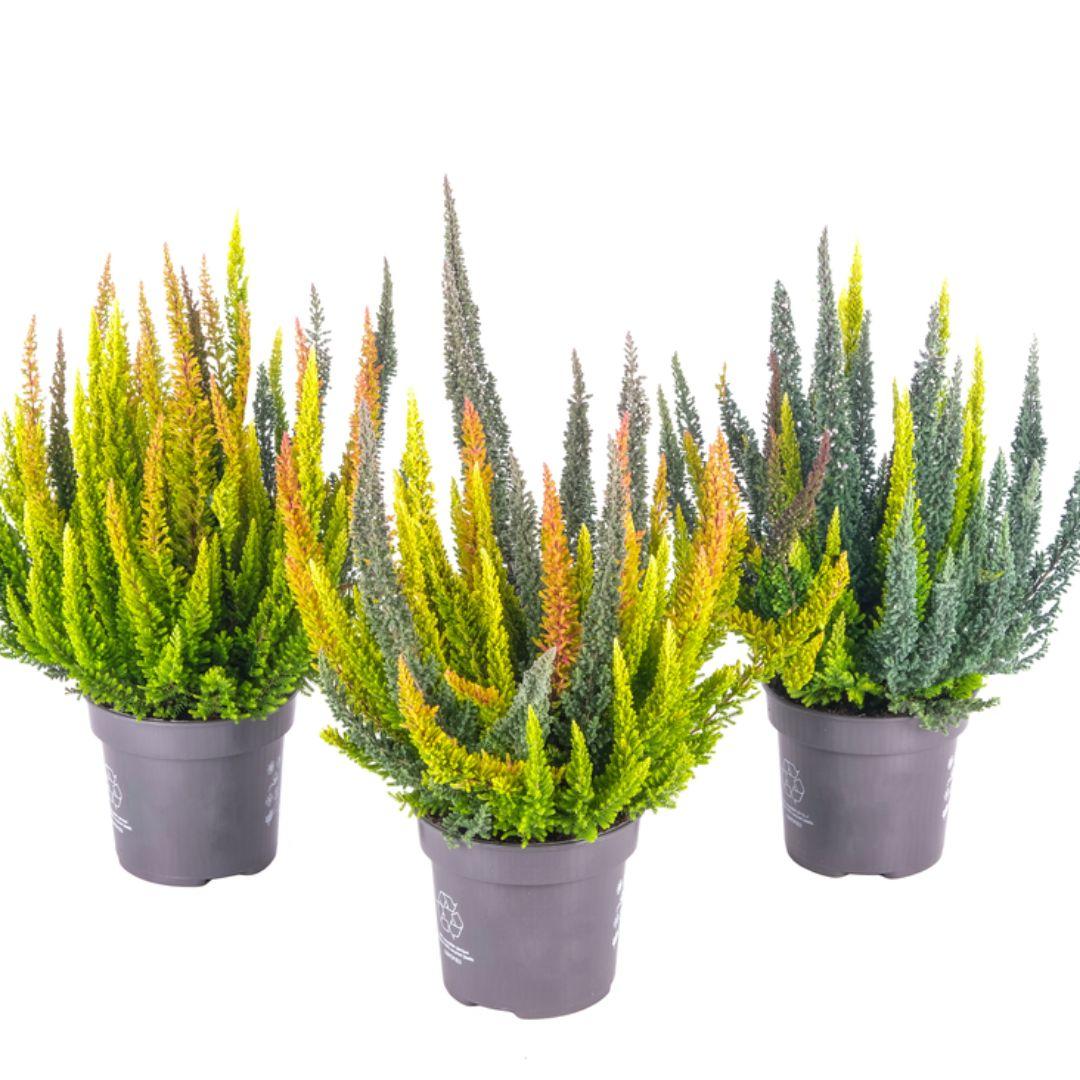 Ba0 Calluna Vulgaris Skyline Trio Calluna Heather - View 1 from www redcrocus com