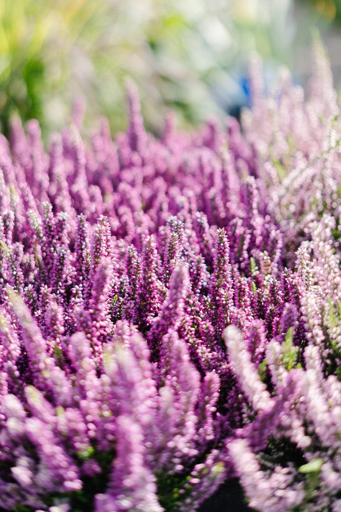 Ba0 Calluna Vulgaris Skyline Trio Calluna Heather - View 20 from www redcrocus com