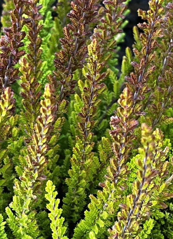 Ba0 Calluna Vulgaris Skyline Trio Calluna Heather - View 21 from www redcrocus com
