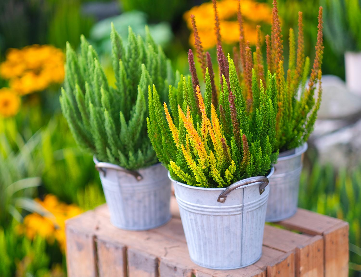Ba0 Calluna Vulgaris Skyline Trio Calluna Heather - View 22 from www redcrocus com