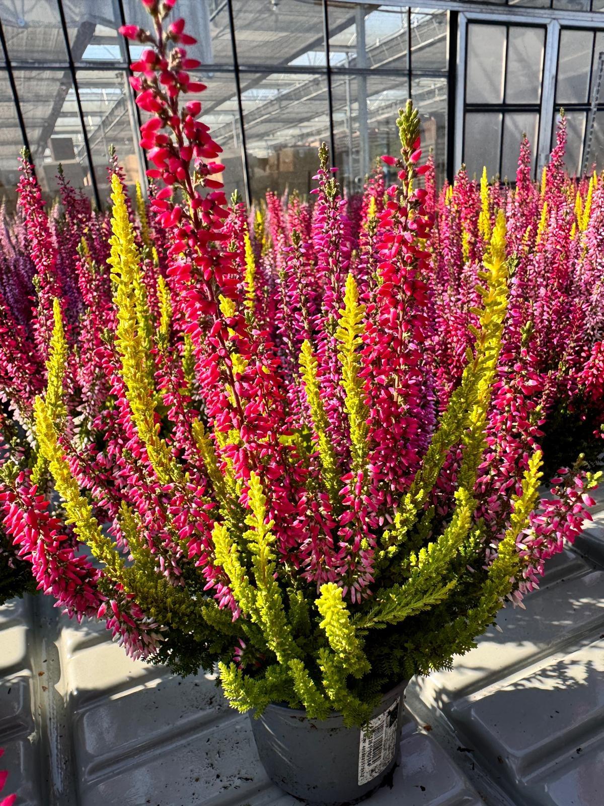 Ba0 Calluna Vulgaris Skyline Trio Calluna Heather - View 23 from www redcrocus com