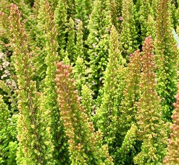Ba0 Calluna Vulgaris Skyline Trio Calluna Heather - View 25 from www redcrocus com