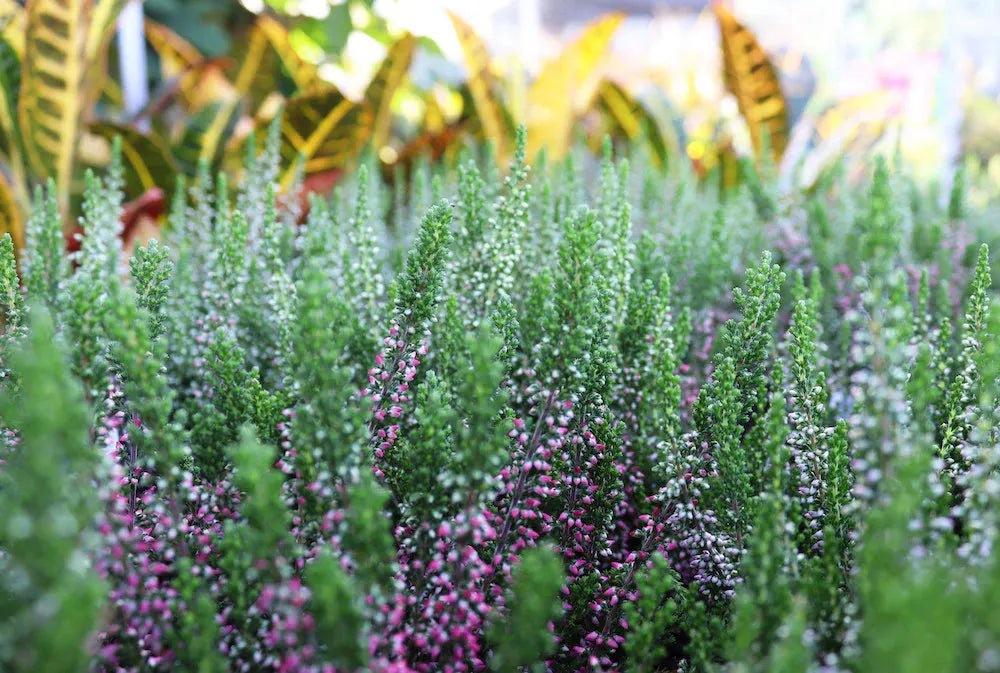 Ba0 Calluna Vulgaris Skyline Trio Calluna Heather - View 26 from www redcrocus com