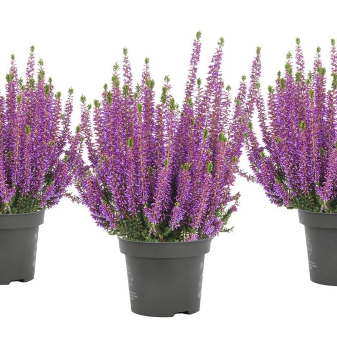 Ba0 Calluna Vulgaris Skyline Trio Calluna Heather - View 27 from www redcrocus com