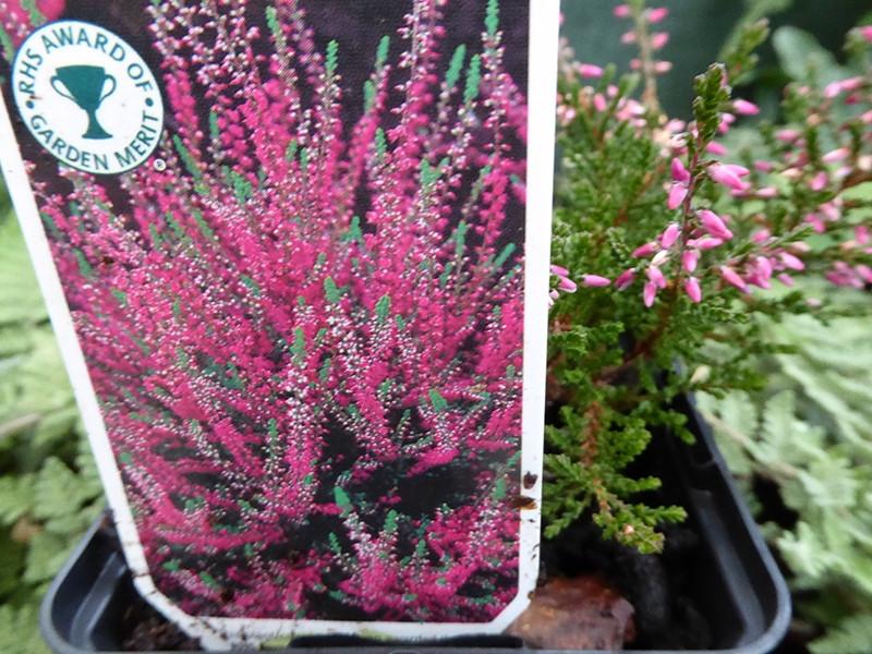 Ba0 Calluna Vulgaris Skyline Trio Calluna Heather - View 28 from www redcrocus com