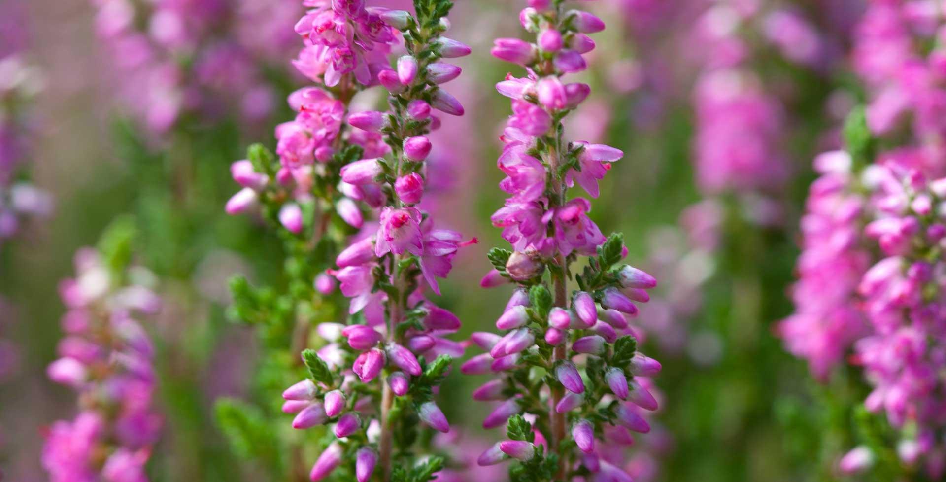 Ba0 Calluna Vulgaris Skyline Trio Calluna Heather - View 29 from www redcrocus com
